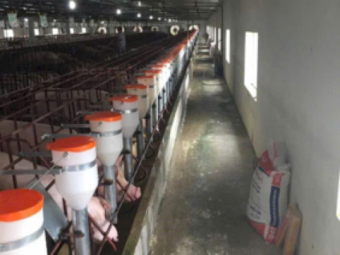 Công ty TNHH Đầu Tư trang trại Ao Trời - Thanh Hóa