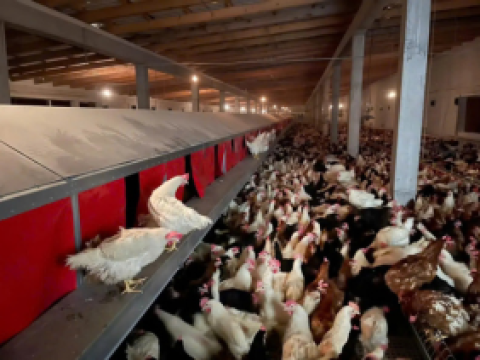 Lắp đặt thiết bị chăn nuôi cho 12 nhà nuôi gà tỉnh Bình Phước