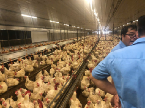 Dự án 12 chuồng gà bố mẹ của công ty 3F Việt