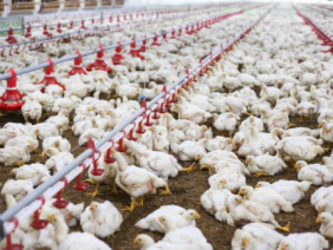 Lắp đặt TBCN cho 20 nhà gà thịt cho Công ty TNHH trang trại ECO