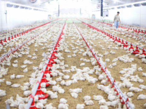 Lắp đặt TBCN 8 chuồng nuôi gà cho chủ đầu tư ông Hồ Minh Đức - Hà Tĩnh