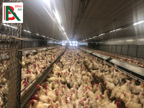 Dự án 12 chuồng gà bố mẹ của công ty 3F Việt