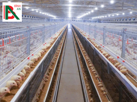 Lắp đặt hệ thống lồng gà tại Thừa Thiên Huế