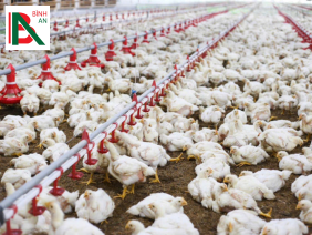 Lắp đặt TBCN cho 20 nhà gà thịt cho Công ty TNHH trang trại ECO