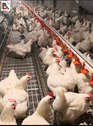 Thiết kế chuồng trại