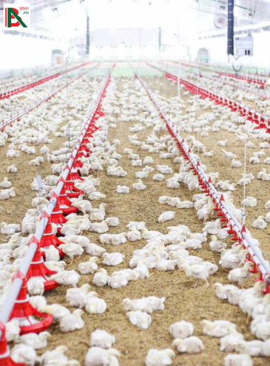 Hướng dẫn kỹ thuật chăn nuôi gia súc và gia cầm