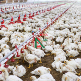 Thiết bị cho trại gà thịt